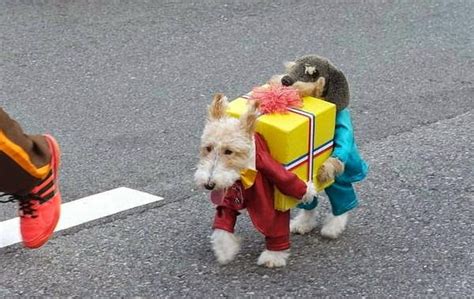 dog holding present costume